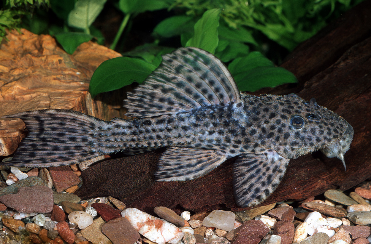 Pseudacanthicus cf. spinosus