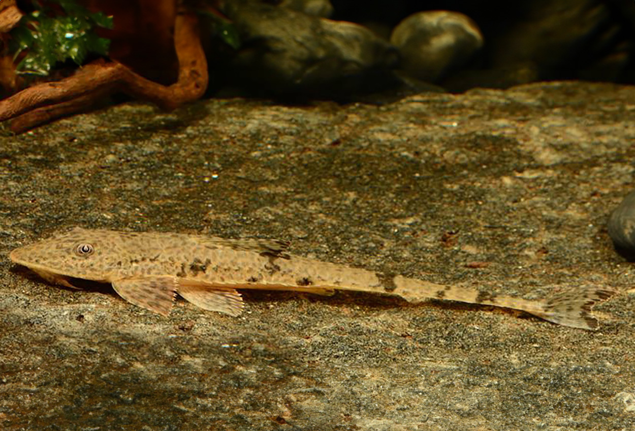 Loricariichthys hauxwelli
