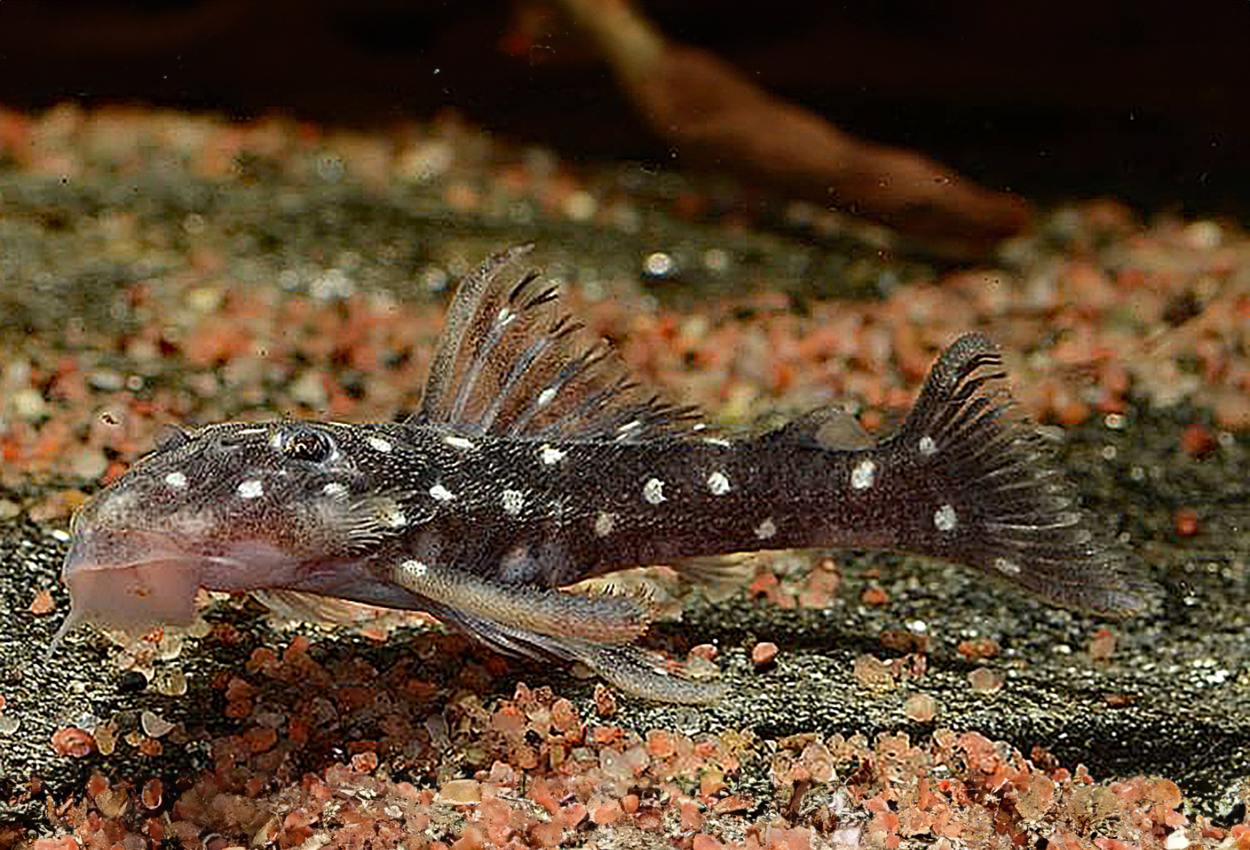 Micracanthicus vandragti