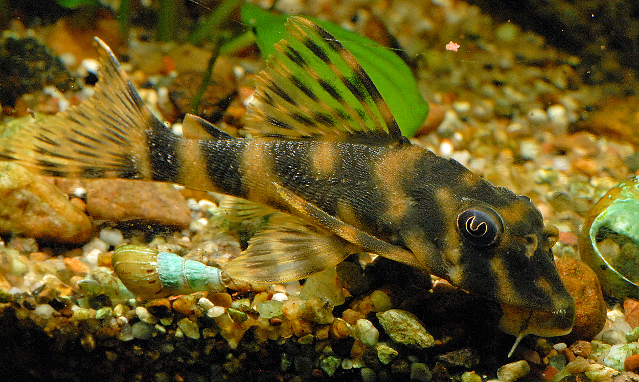 Peckoltia sp. 'L015'