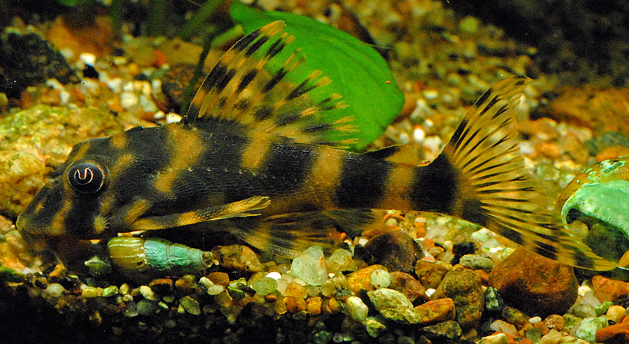 Peckoltia sp. 'L015'