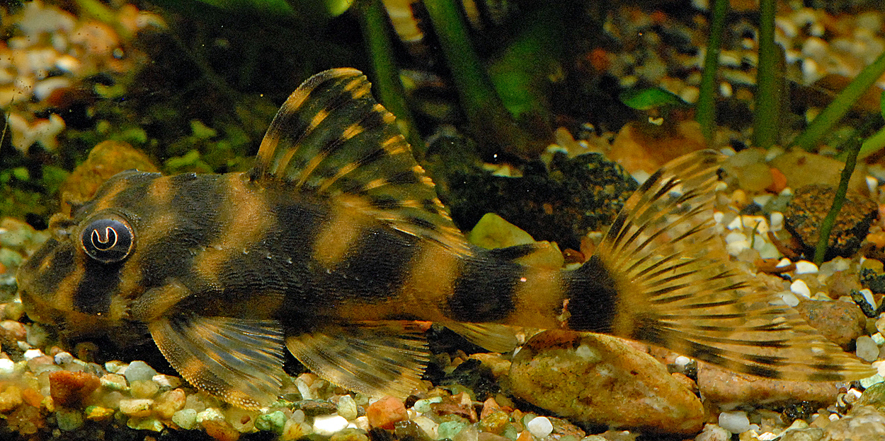 Peckoltia sp. 'L015'