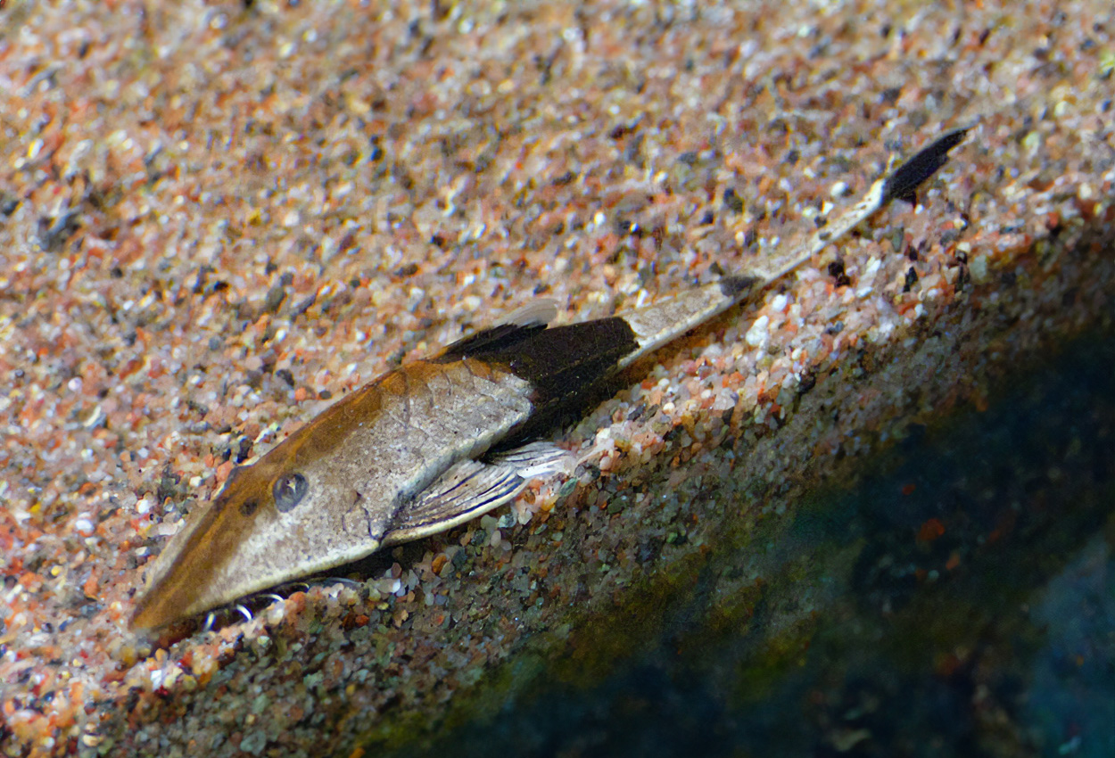 Pseudohemiodon apithanos