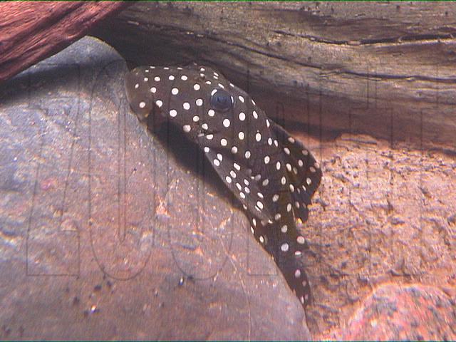 Baryancistrus sp. 'L142', 'LDA33'