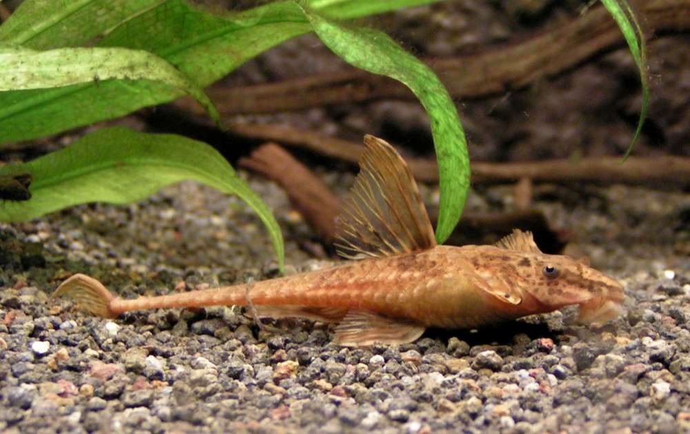 Hemiloricaria sp. 'red'