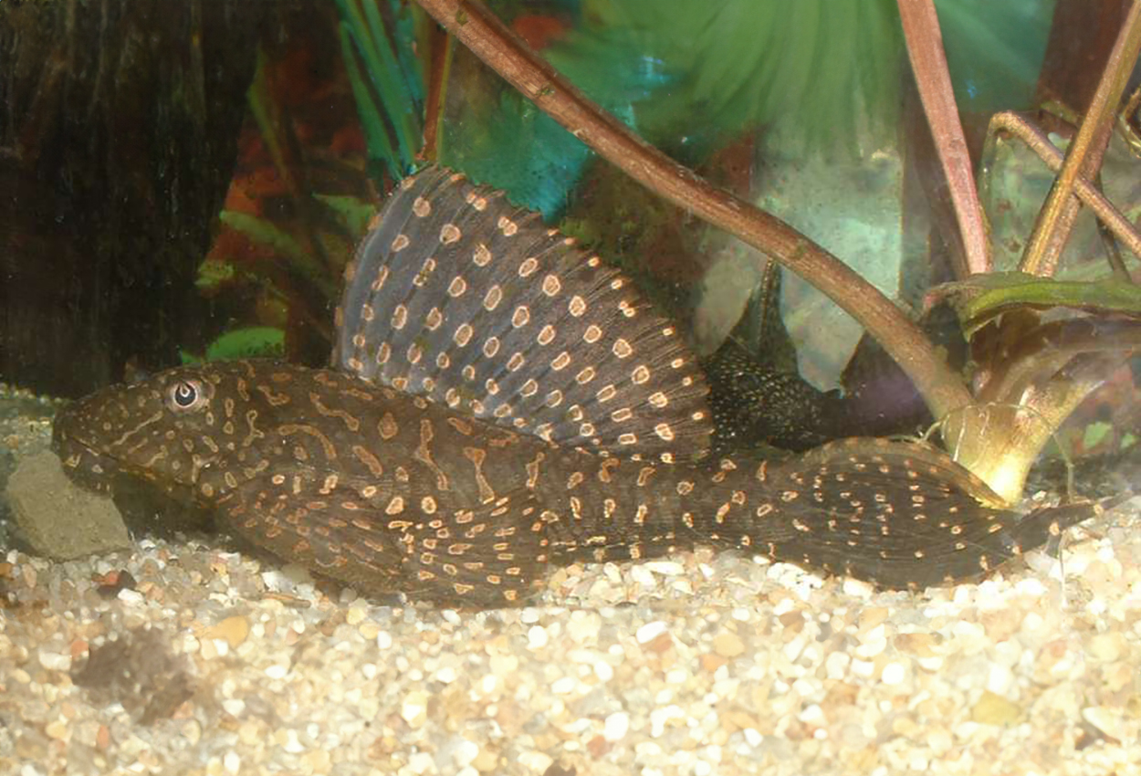 Röd leopard pleco, L001, L022