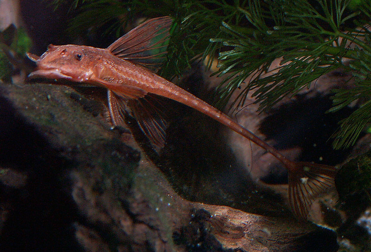 Hemiloricaria sp. 'red'