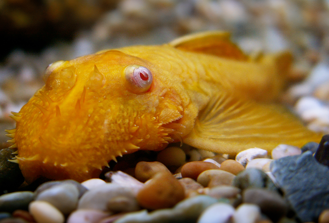 Ancistrus sp. 'albino'