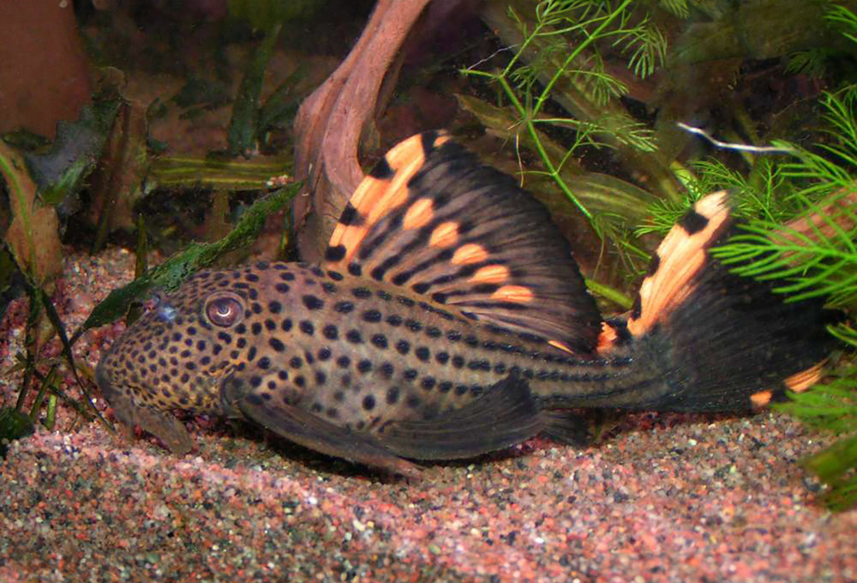 Leporacanthicus triactis