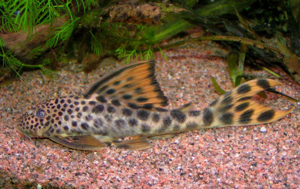 Hemiancistrus sabaji