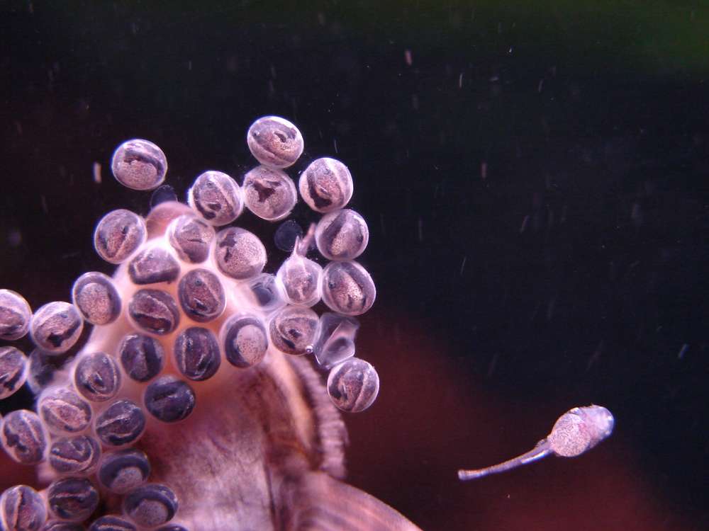 Sturisoma aureum