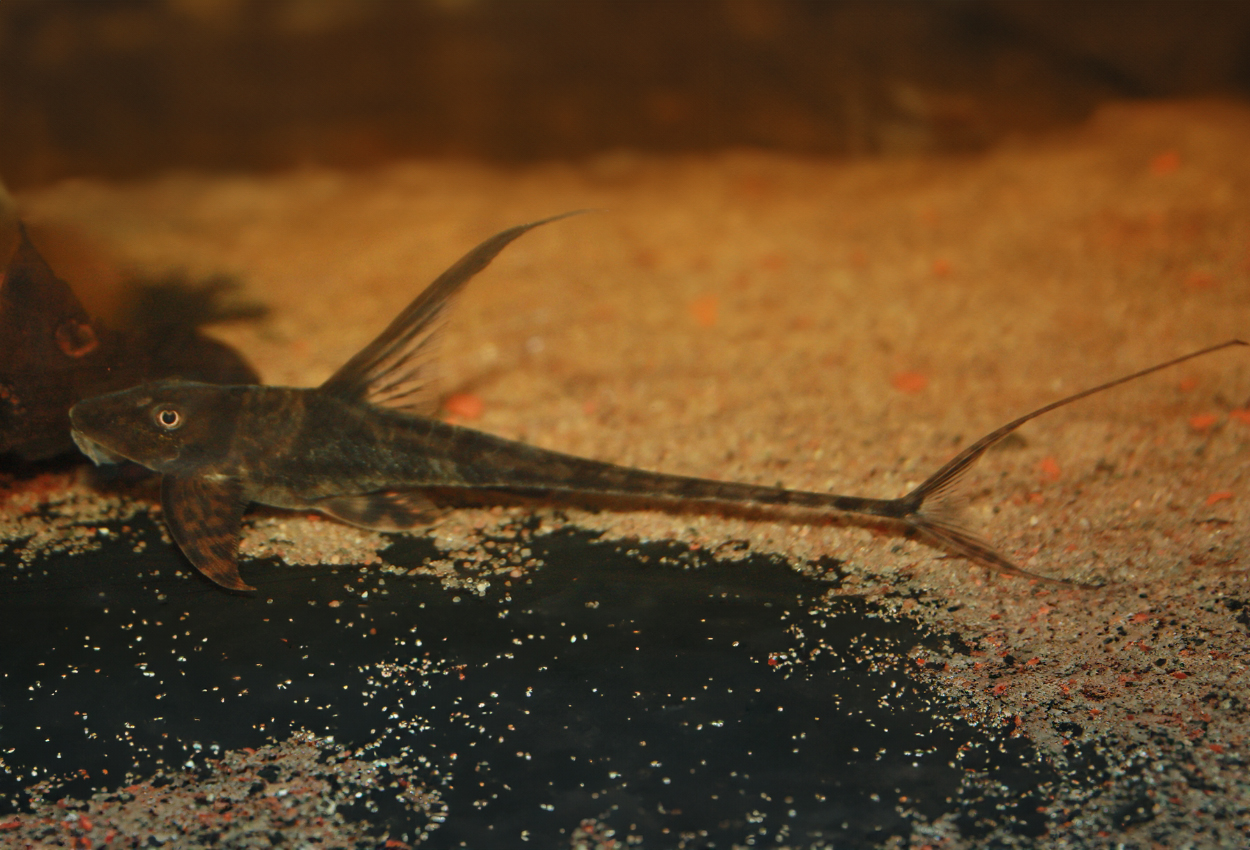 Lamontichthtys stibaros