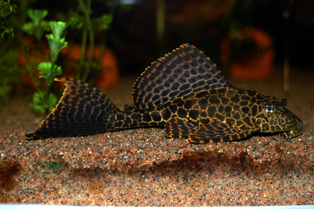 Glyptoperichthys gibbiceps
