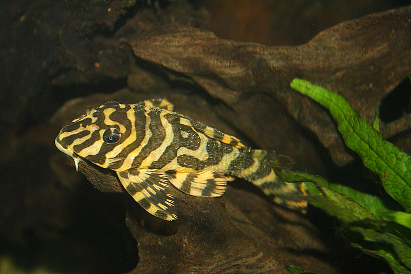 Peckoltia sp. 'L134'
