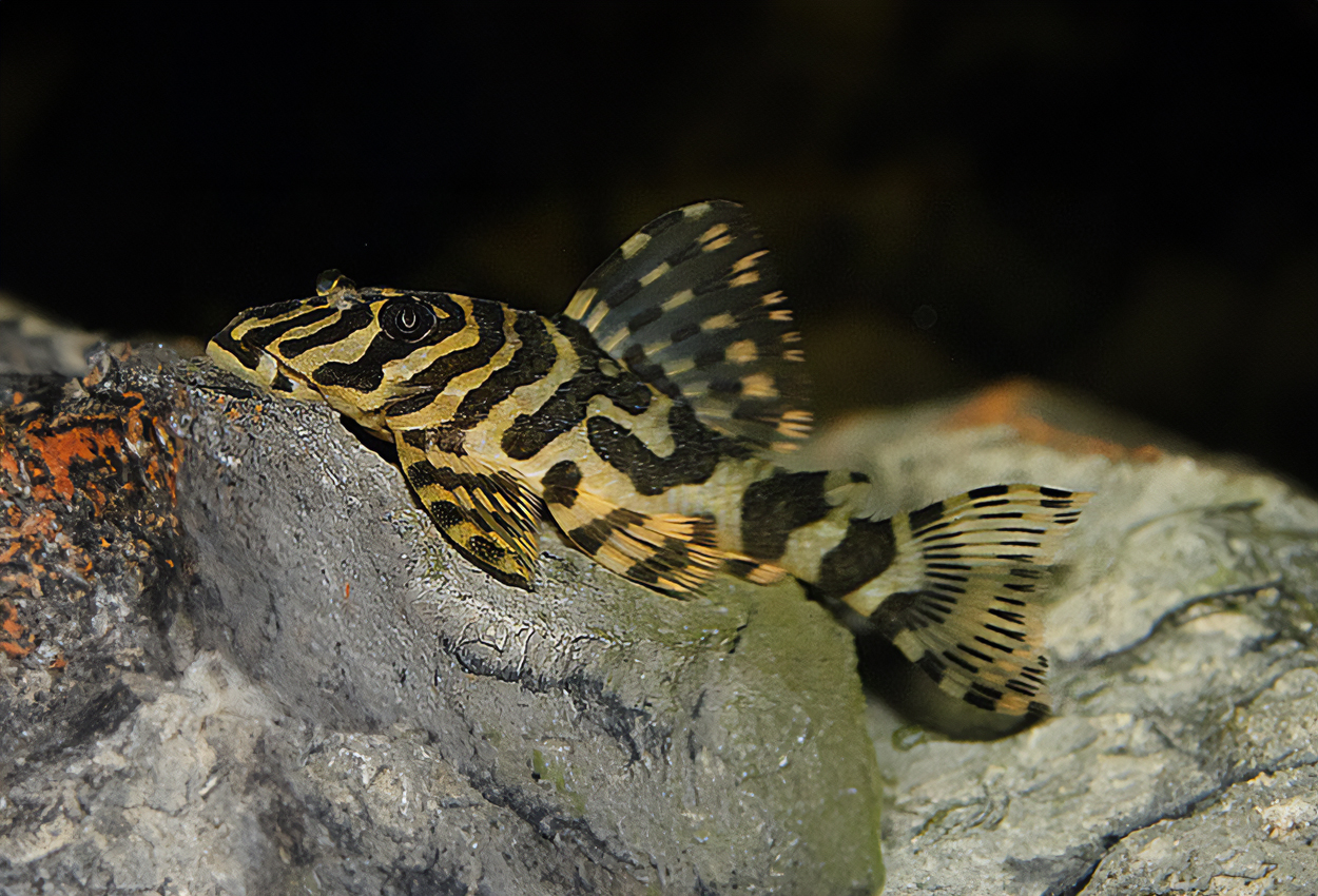 L134, leopard frosk pleco, Leopards frosk pleco.