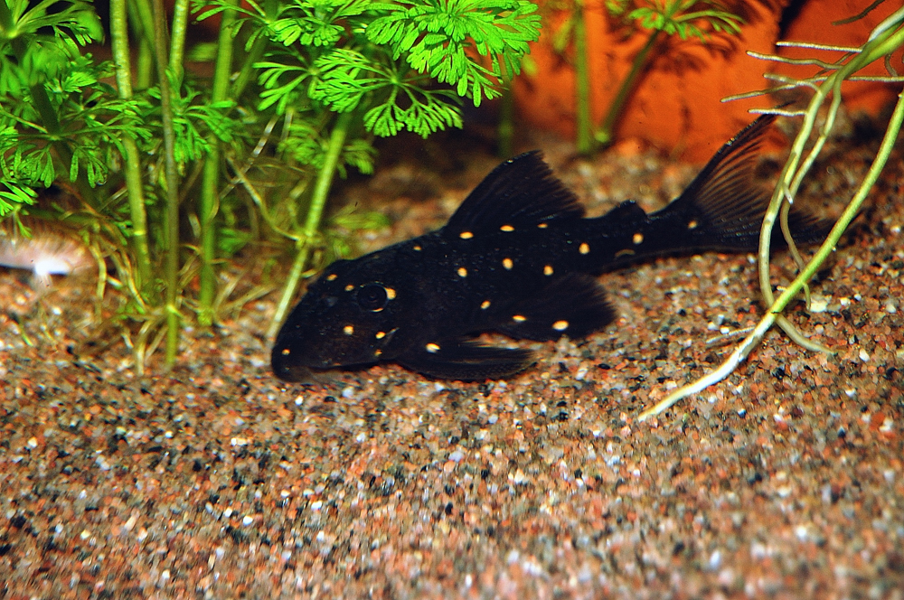 Panaqolus albomaculatus