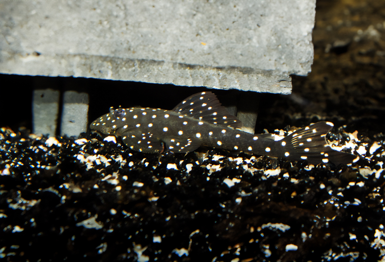 Pseudolithoxus antrax