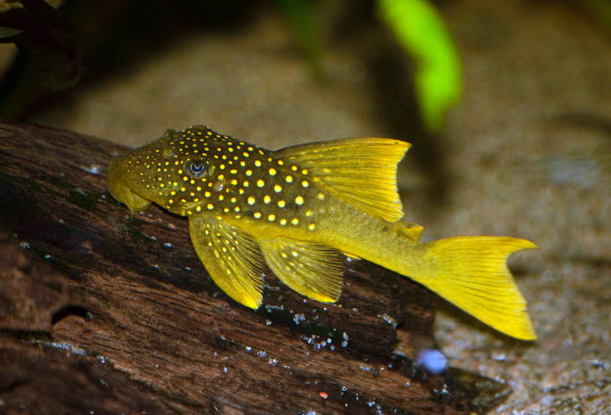 L200, høyfinne, gylden gul pleco, grønn fantom pleco