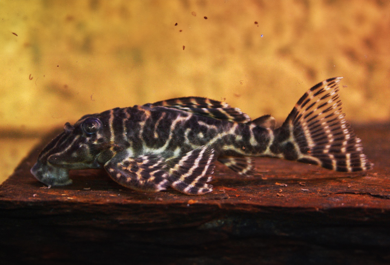 L129, colombiansk sebra pleco