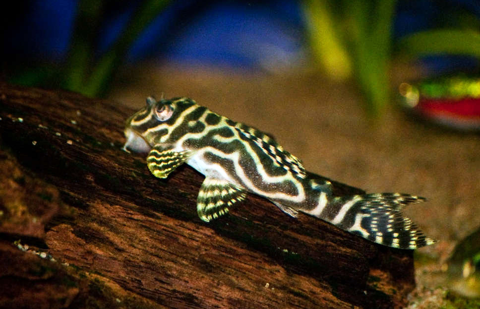 Hypancistrus sp. 'L066'