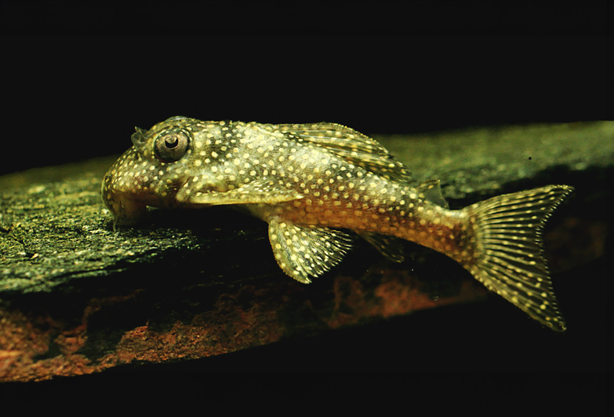 L136A/LDA05, L136B/LDA06, L136C, angelic pleco