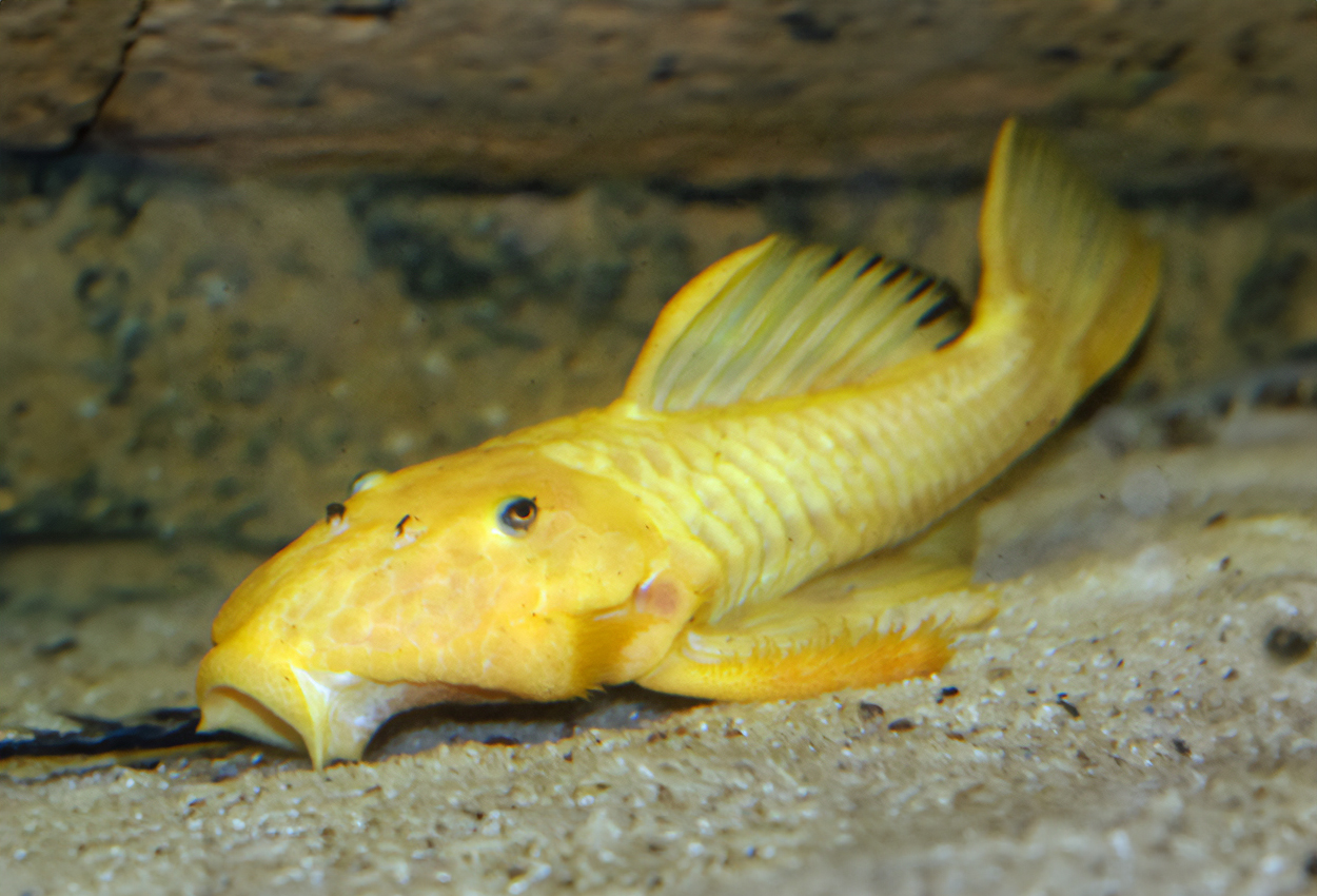 Pseudancistrus sp. 'L056'
