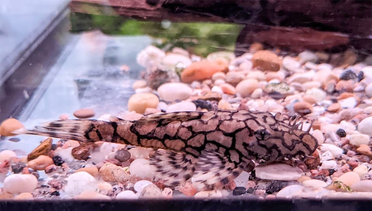Ancistrus sp. 'L519'