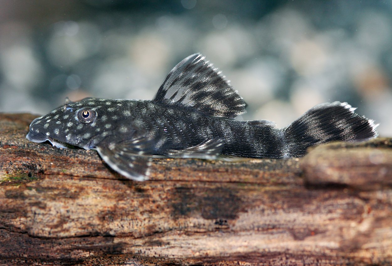 Ancistrus,  L144