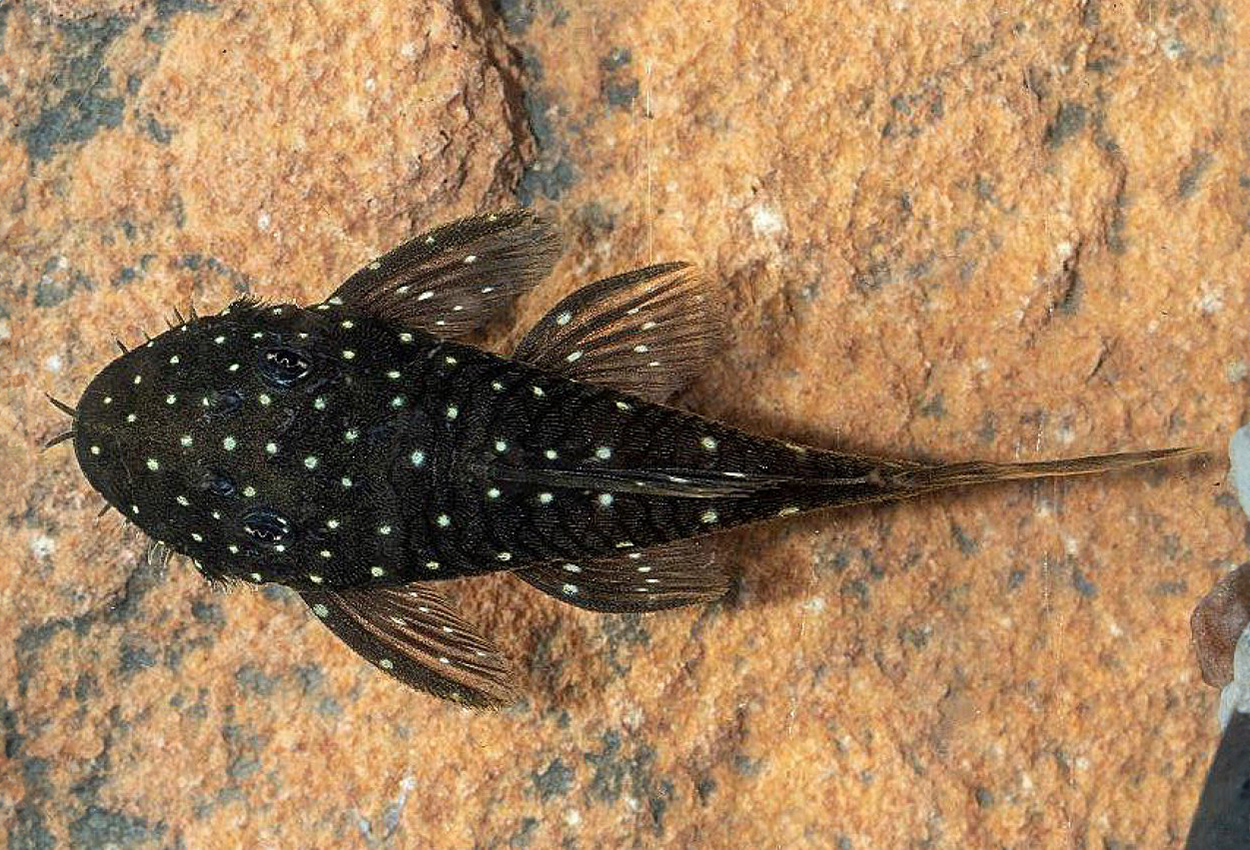 Rio Putomayos ancistrus
