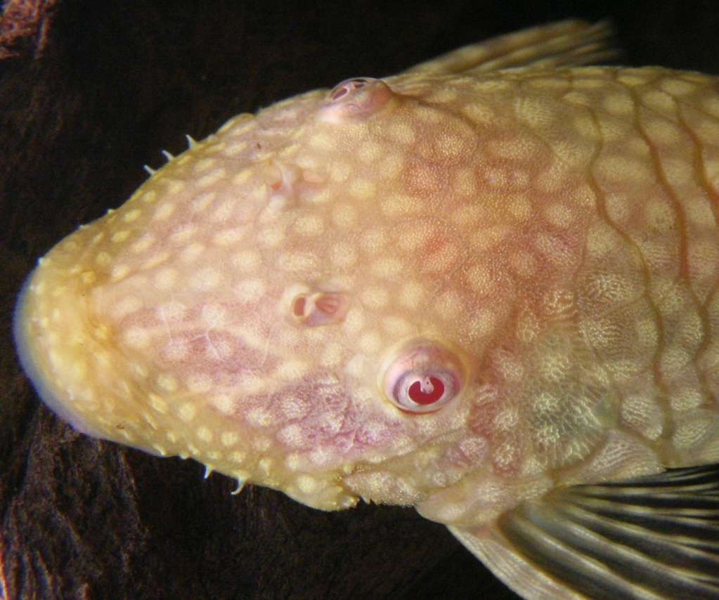 Ancistrus sp. 'albino'