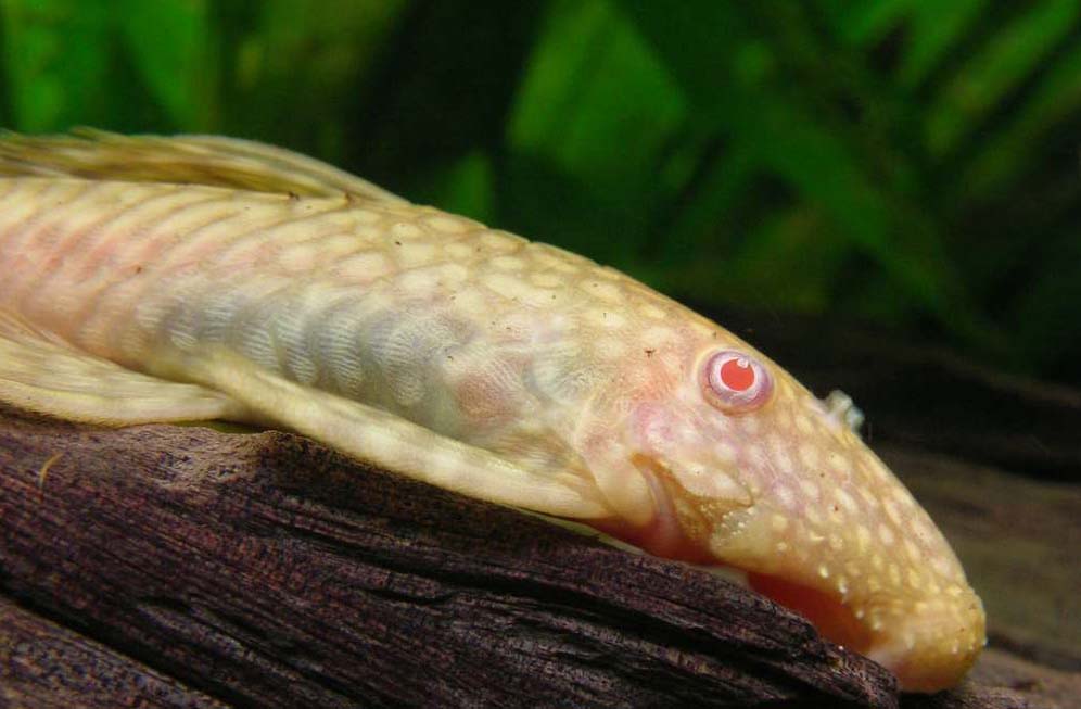 Ancistrus sp. 'albino'