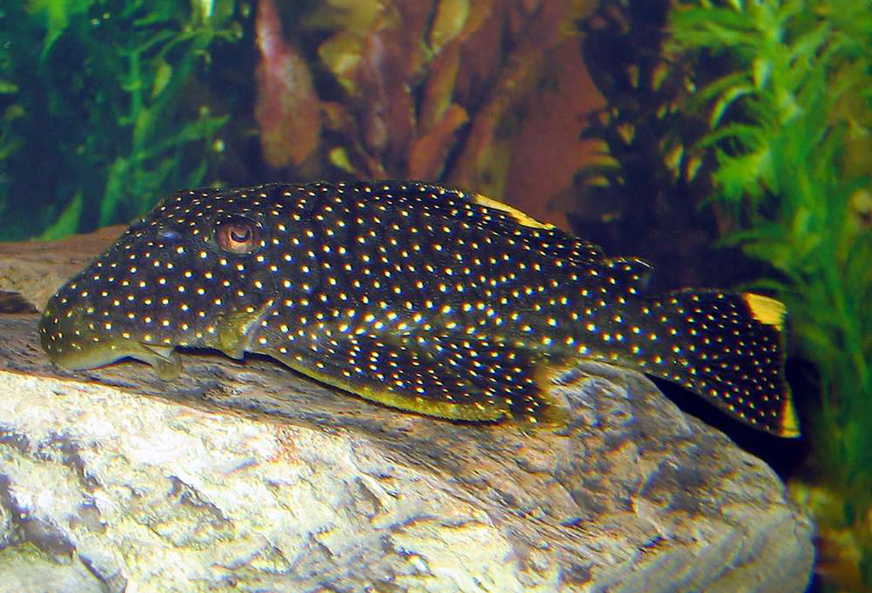 Gylden nugget pleco, L081