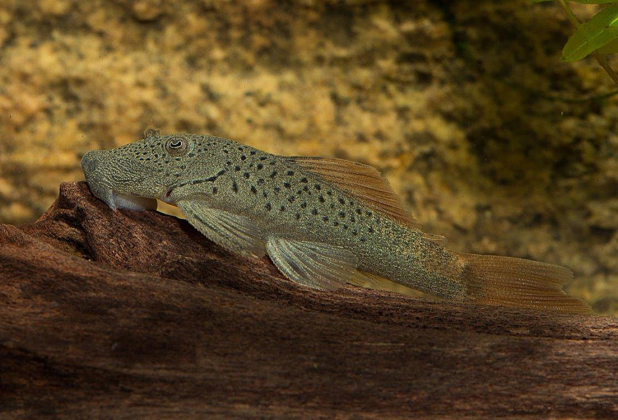 Chaetostoma lineopunctata