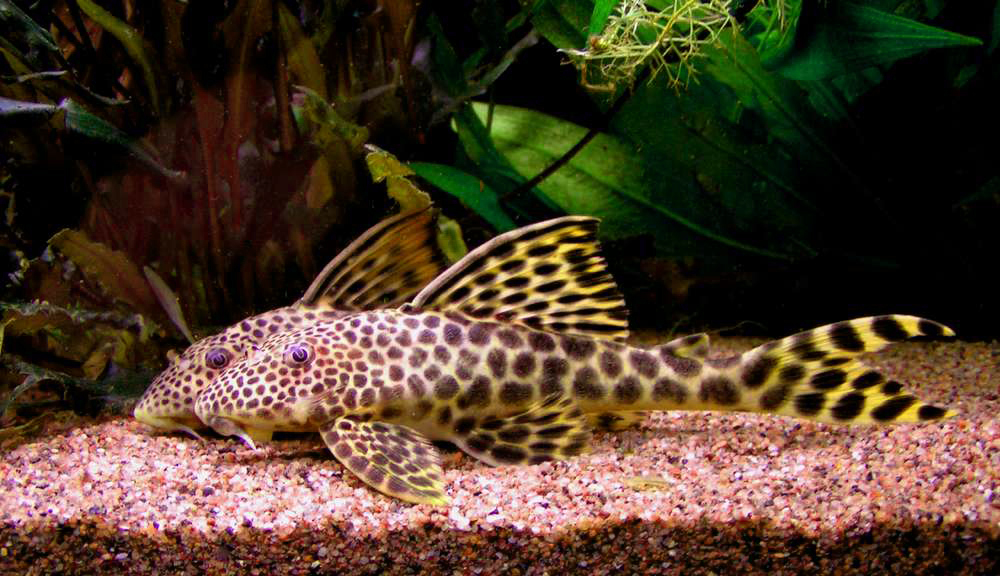 Hemiancistrus sabaji