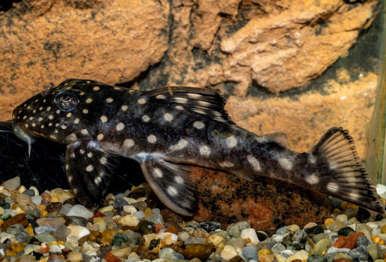 San Filipé snøball pleco