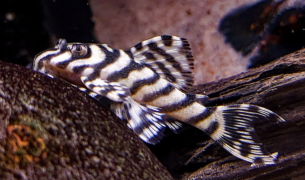 Hypancistrus sp. 'L173b'