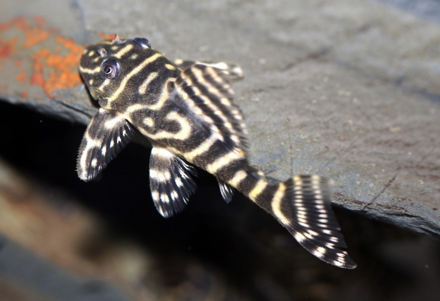 Hypancistrus debilittera