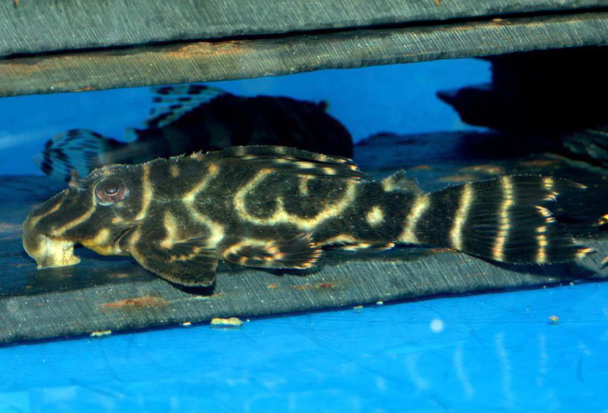 L270, L307 (Tapajos zebra pleco), LDA076 (sjokolade sebra pleco)