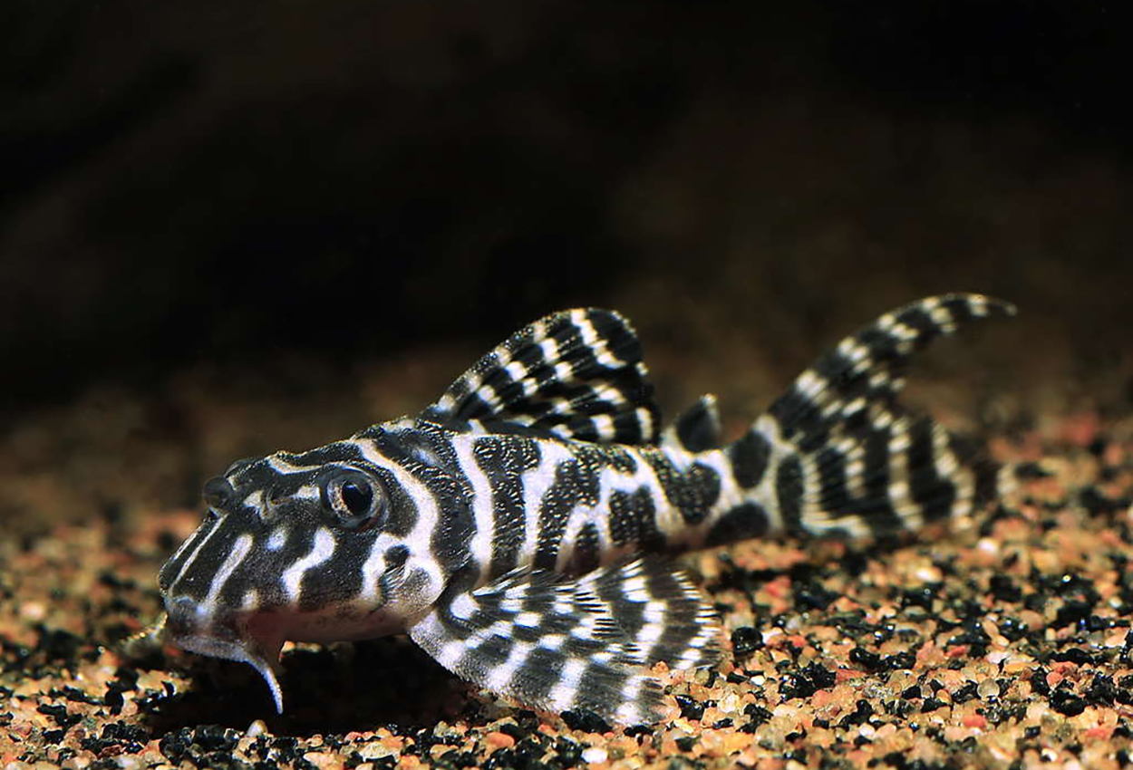 Gul kongetiger pleco, L333