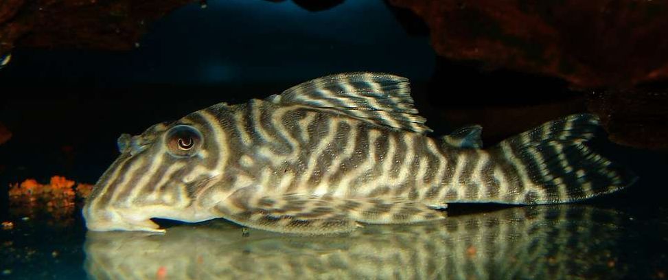 Hypancistrus sp. 'L333'