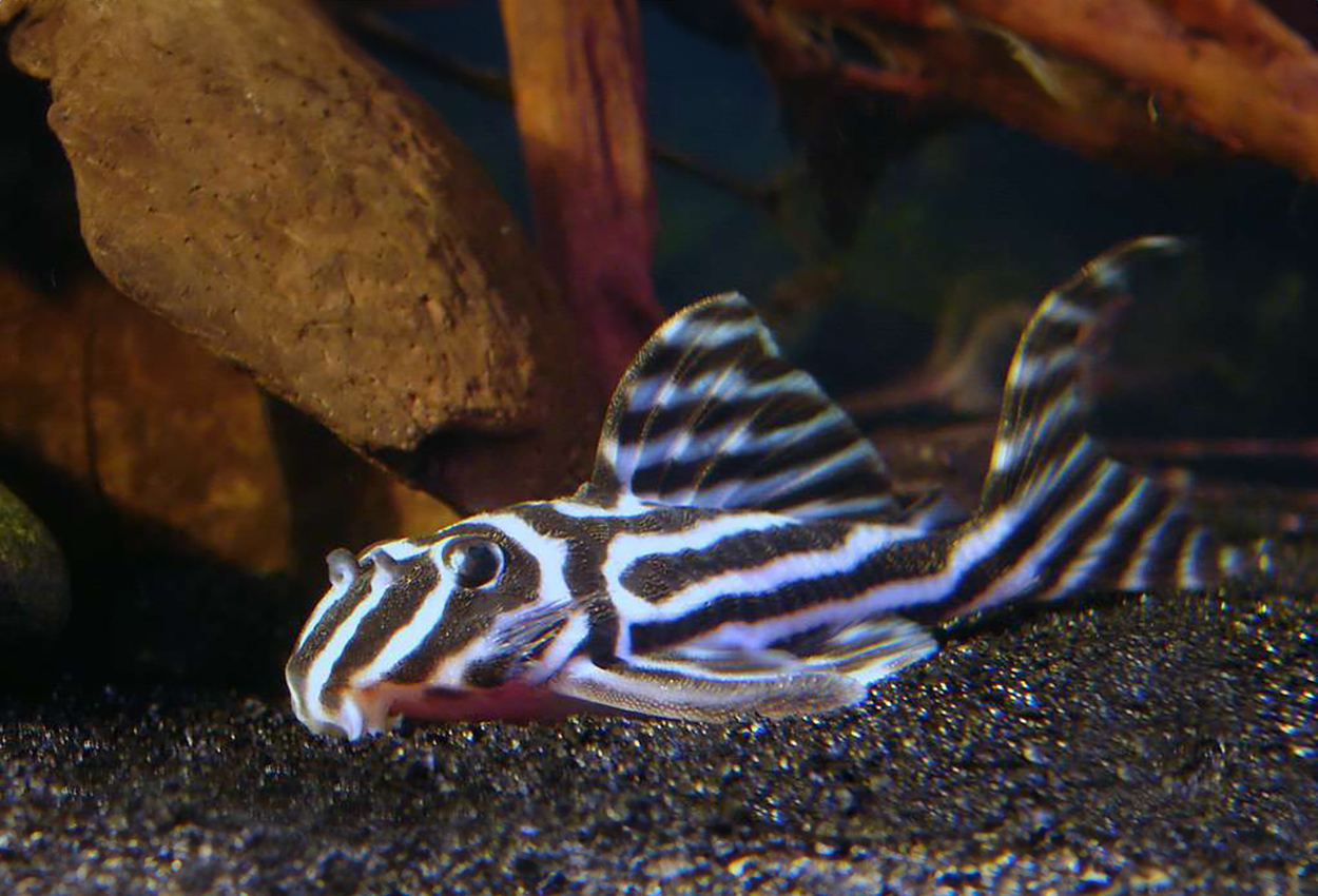 Hypancistrus zebra
