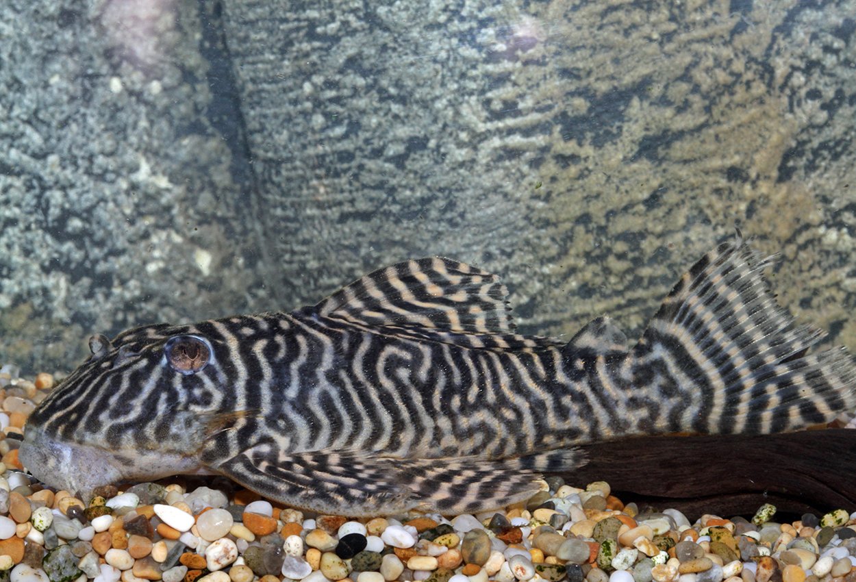 Hypancistrus L-333