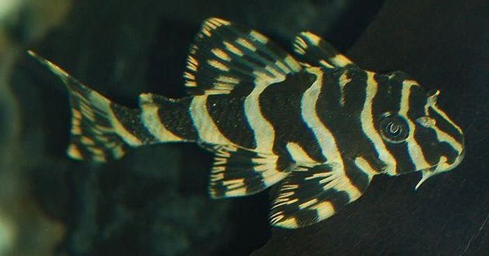 Peckoltia sp. 'L134'