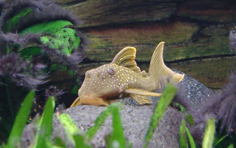 Hemiancistrus subviridis