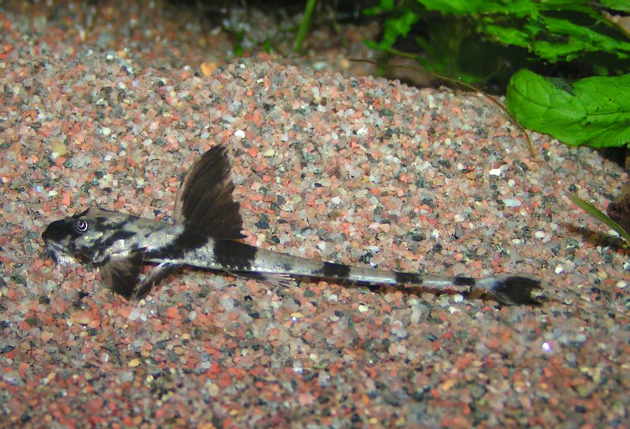 Loricaria simillima