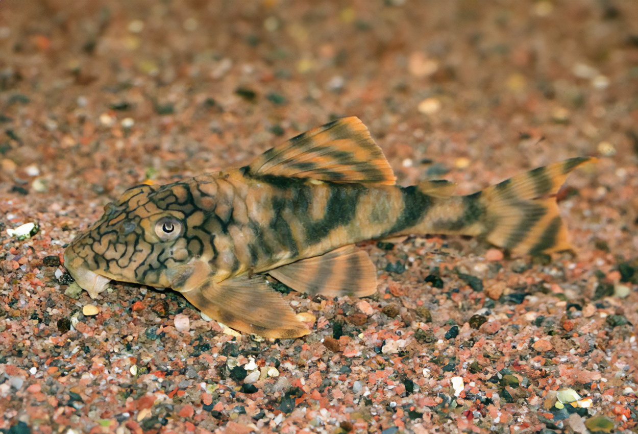 L305, Ormringende Peckoltia
