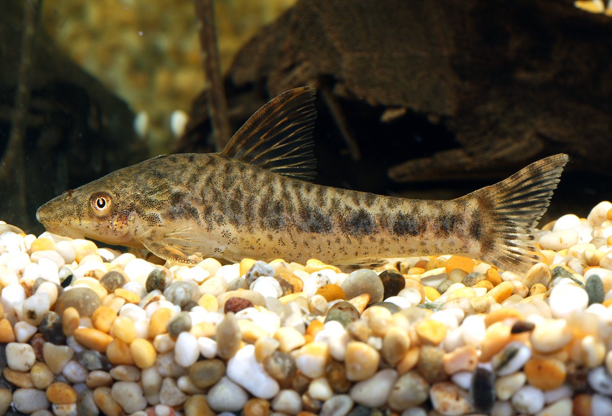 Peppert otocinclus