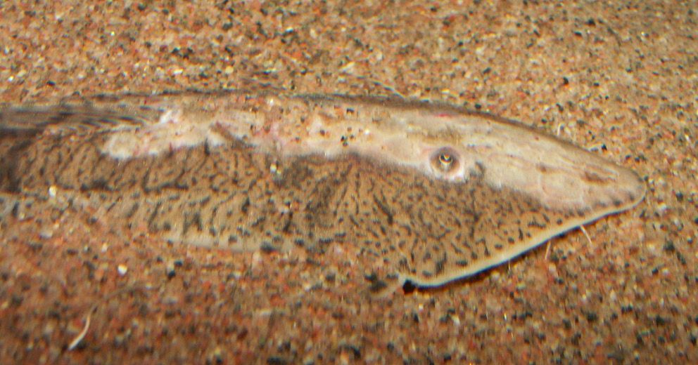 Pseudohemiodon laticeps