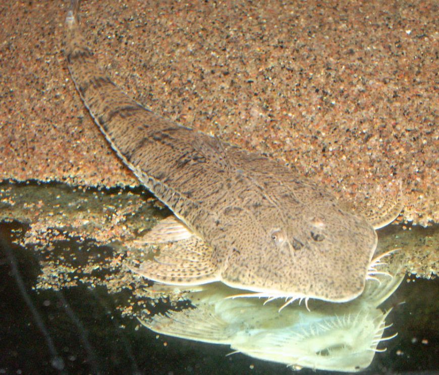 Pseudohemiodon laticeps