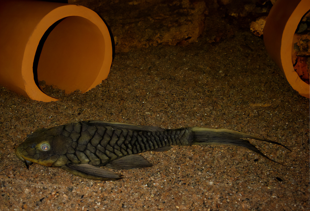 Pseudorinelepis genibarbis